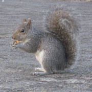 Ein Eichhoernchen im Company's Garden in Kapstadt