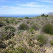 Der Cape Peninsula Nationalpark III