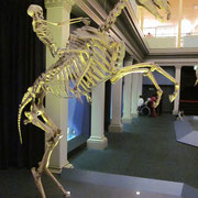 Reiter auf Pferd-Skelett im Australian Museum in Sydney