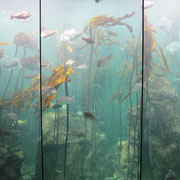 Fische in einem Aquarium im "Two Oceans Aquarium" in Kapstadt V