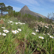 Der Lion's Head mit Margeriten im Vordergrund