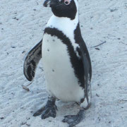 Ein Pinguin an Boulders Beach bei Simonstown