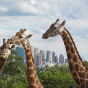 Drei Giraffen in Taronga Zoo Sydney und im Hintergrund die Skyline mit Opera House