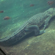Maennliches Krokodil im WildlifeWorld in Sydney