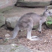 Ein Kaenguru in Taronga Zoo Sydney