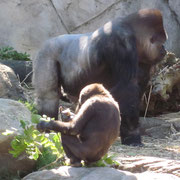 Gorilla senior und Gorilla junior in Taronga Zoo Sydney