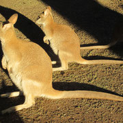 Zwei sonnenbadende Kaengurus im Featherdale Wildlife Park