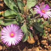 Eine Blume am Wegesrand