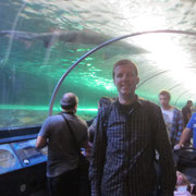 Ein Hai im Aquarium Sydney III