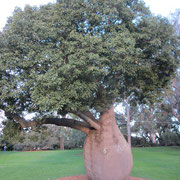 Besonderer, uralter Baum im Royal Botanic Garden in Sydney II