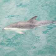 Ein Delfin