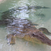 Ein Krokodil im Featherdale Wildlife Park