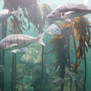Fische in einem Aquarium im "Two Oceans Aquarium" in Kapstadt IV