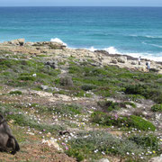 Ein Baboon-Affe im Cape Peninsula Nationalpark