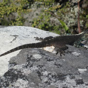 Eine wilde Echse auf dem Tafelberg