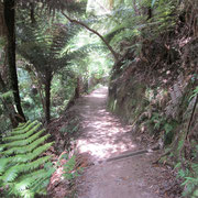 Wanderweg im Abel Tasman