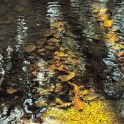 Raphaelle B, "d'or et d'argent",Photographie sur Dibond,30x60 cm, 190 €, DISPONIBLE A L'EMPRUNT