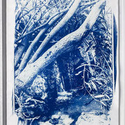 Isabelle PUEYO, " Paisible", Cyanotype, alchimie de sels de fer sur papier aquarelle,60 x 40 cm, 800€,EMPRUNTEE ACTUELLEMENT