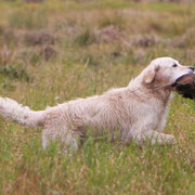 Golden Retriever apportiert einen Fasan