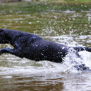 Labrador Retriever beim Sprung ins Wasser