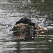 Labrador Retriever apportiert Ente aus tiefem Wasser