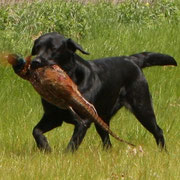 Labrador Retriever apportiert einen Fasan