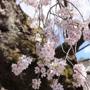 ひだ清見の風景 西光寺の枝垂れ桜