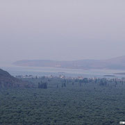 größter Olivenhain Griechenlands - bei Itea - 2004