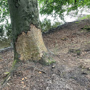 Biberschutz