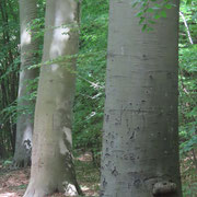 200-jährige Buchen, die hintere wohl mit Rindenzellulite / ©Bernd Schirmeister