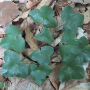 Leberblümchen - ohne Blümchen / ©Bernd Schirmeister