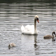 Familie Schwan unterwegs