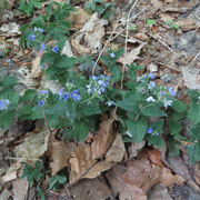 Gamander-Ehrenpreis /©Bernd Schirmeister