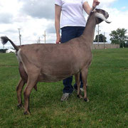 Sire's Dam: SGCH HOANBU STATUS MISTY MOONLIGHT 2*M EX92 EEEE
