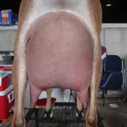 Sire's Dam: SGCH HOANBU STATUS MISTY MOONLIGHT 2*M EX92 EEEE
