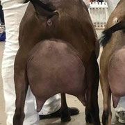 Dam: GCH HOANBU BLF KAISLEY KATNISS 5*M 2-03 VG89 VEEE