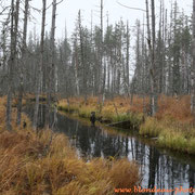 Tourbière vers Kuhmo