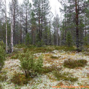 Forêt vers Kuhmo