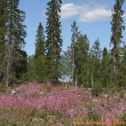 Forêt vers Kuhmo