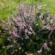 Heather in bloom.