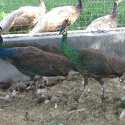 Pareja de pavos verdes esmeralda 1 año