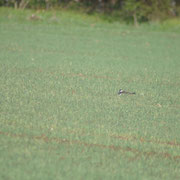 Kiebitz brütet auf Wiese - Foto: Alex Klose