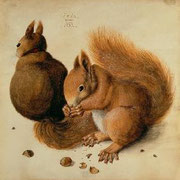 Eichhörnchen nach Albrecht Dürer