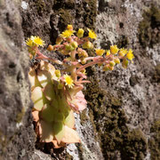 Bild: Pflanzen an der Felswand