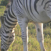 Bild: Zebra