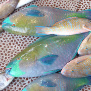 Bild: Bunte Fische