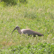 Bild: Vogel