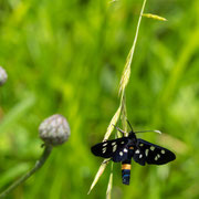 Widderchen
