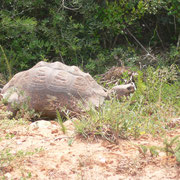 Bild: Schildkröte