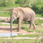 Bild: Elefant an einer Wasserstelle